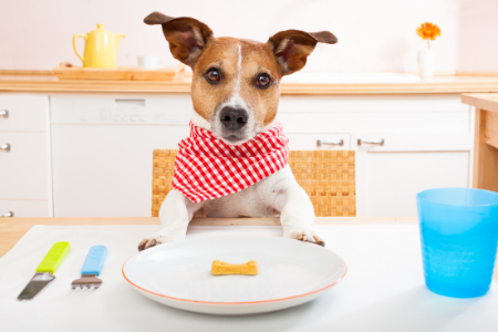 terrier dog at the table with a plate and dog bone